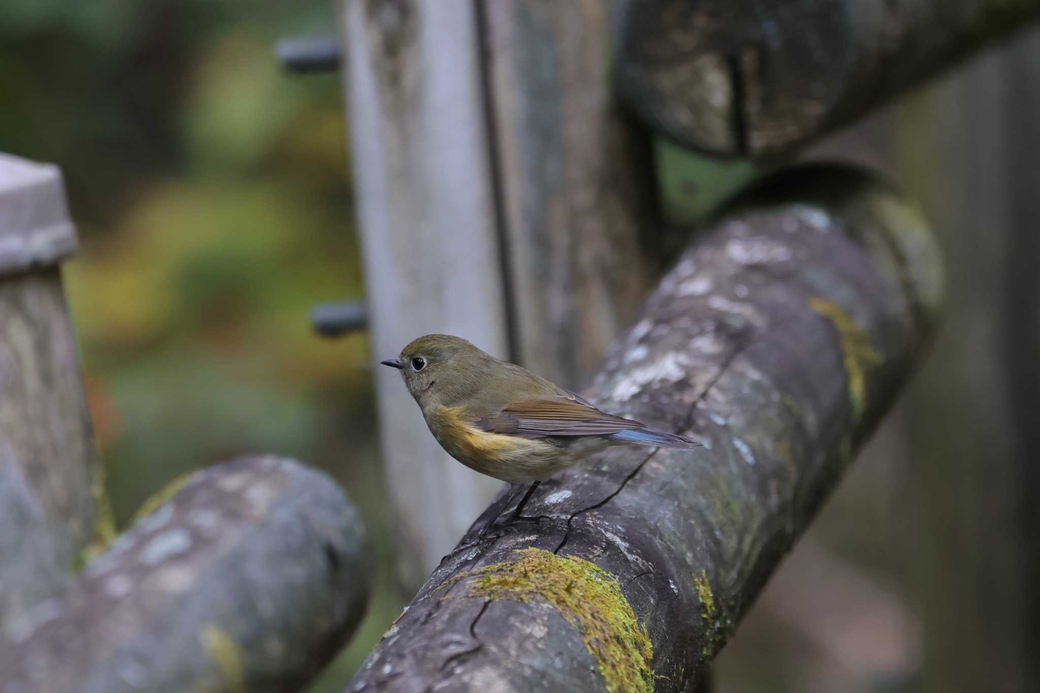 埼玉県県民の森 ルリビタキの写真