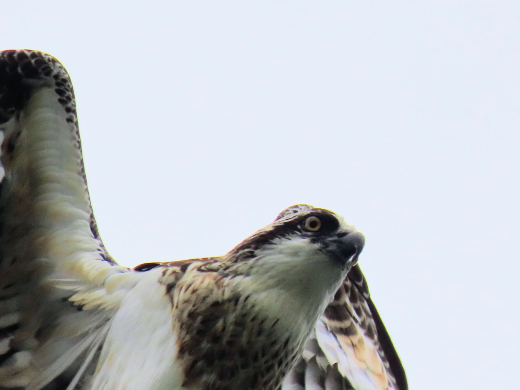 Willoughby, NSW, Australia カンムリミサゴの写真 by Maki