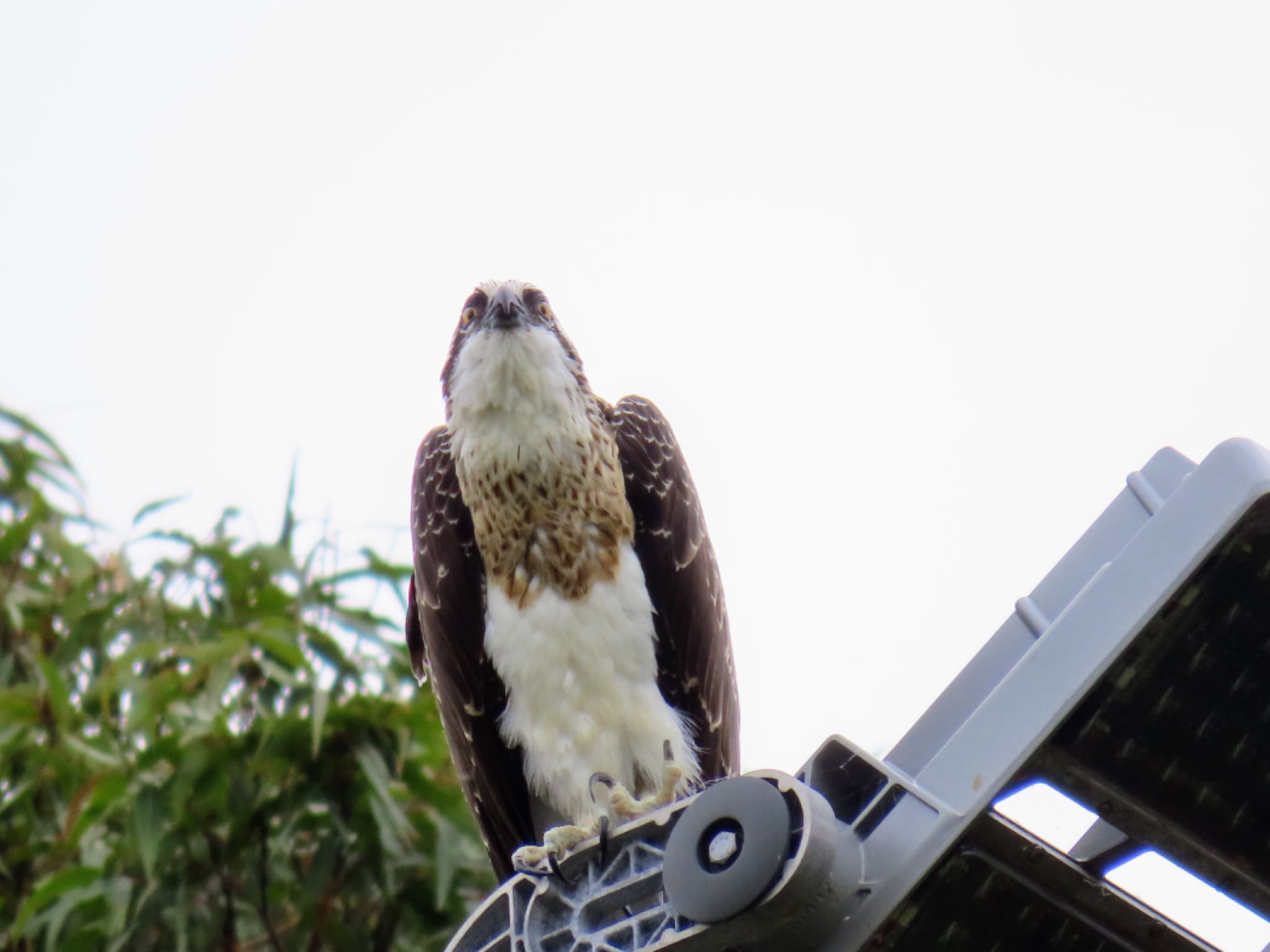 Willoughby, NSW, Australia カンムリミサゴの写真 by Maki