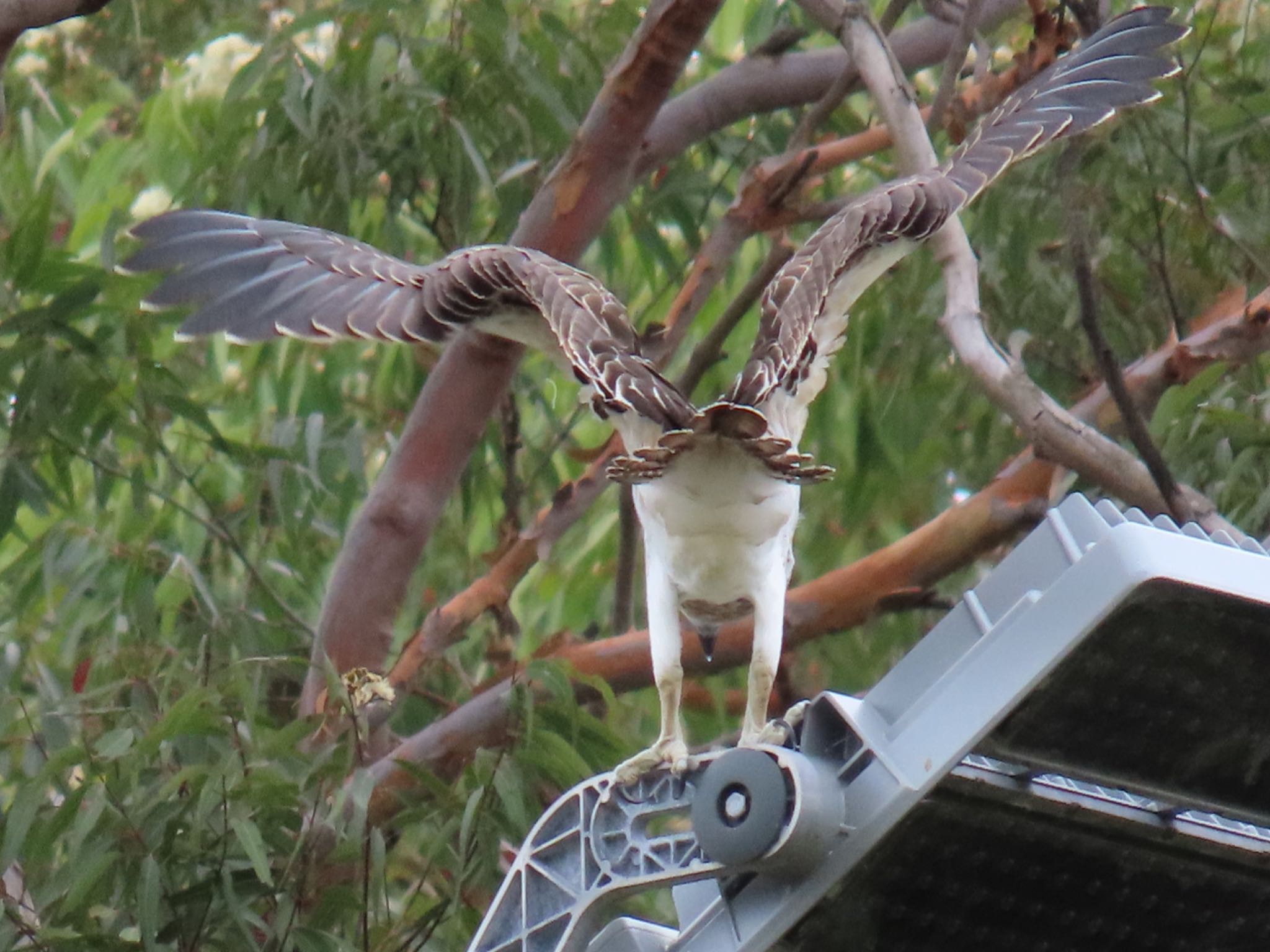 Willoughby, NSW, Australia カンムリミサゴの写真