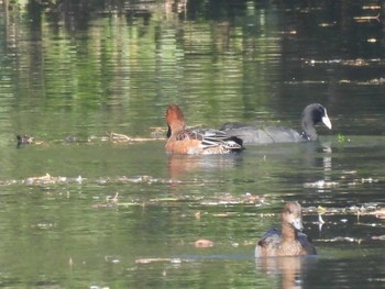 Eurasian Coot 松阪ちとせの森 Sat, 11/4/2023