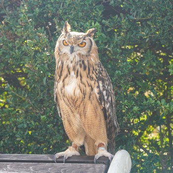 ベンガルワシミミズク 山下公園 2023年11月7日(火)