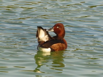 Ferruginous Duck 弁天池公園(大阪府門真市) Sun, 11/5/2023