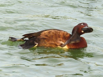 Ferruginous Duck 弁天池公園(大阪府門真市) Sun, 11/5/2023