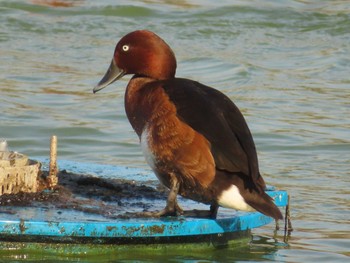 メジロガモ 弁天池公園(大阪府門真市) 2023年11月5日(日)