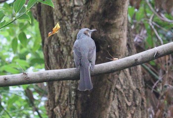 2023年11月4日(土) 祖父江ワイルドネイチャー緑地の野鳥観察記録