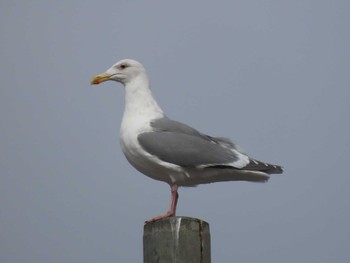 Glaucous-winged Gull 志津川湾 Wed, 2/22/2023