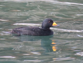 クロガモ 志津川湾 2023年2月22日(水)