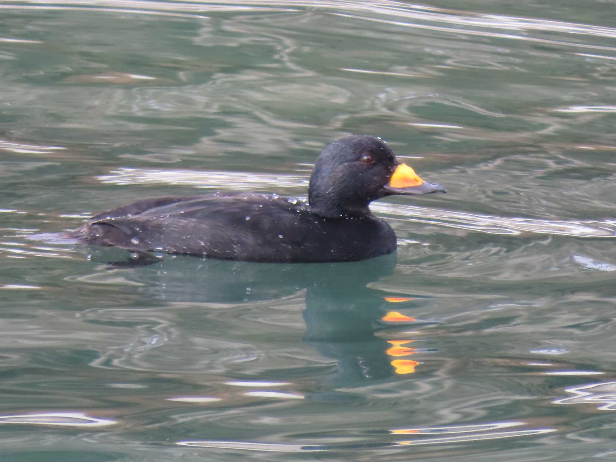 Black Scoter