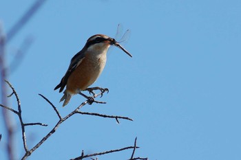 Bull-headed Shrike 愛知県 Sun, 10/29/2023