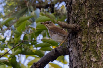 シロハラ 東京港野鳥公園 2023年10月29日(日)