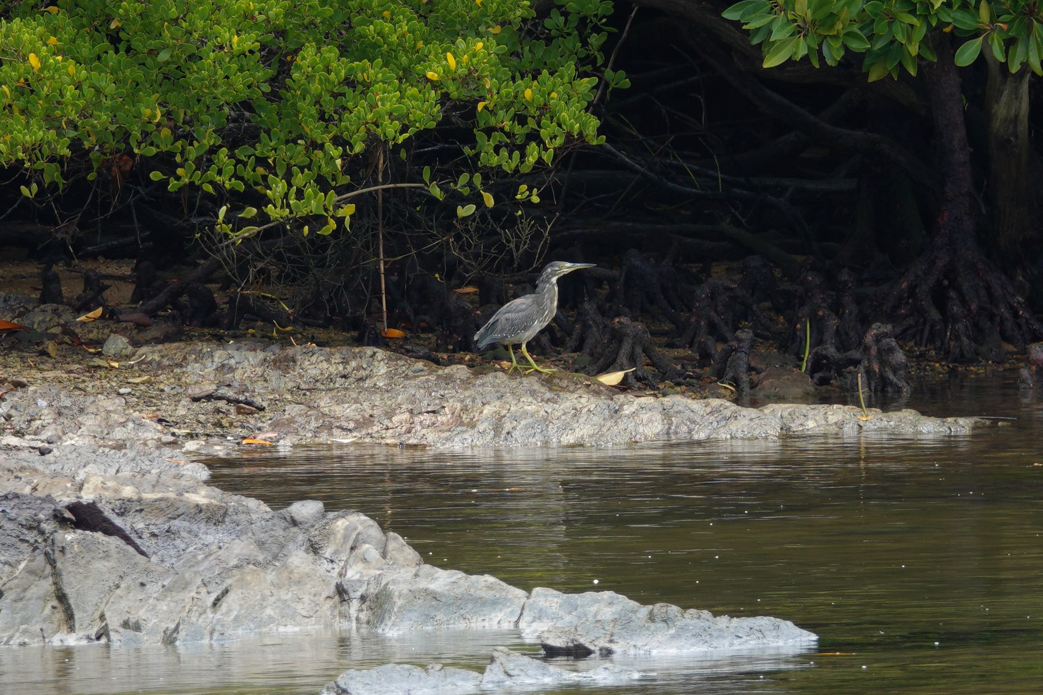 Striated Heron