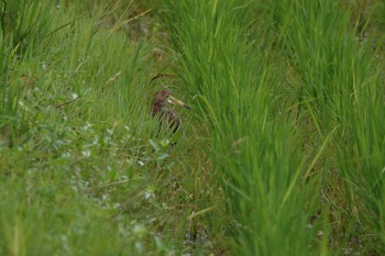 アカガシラサギ 沖縄県 2023年5月11日(木)