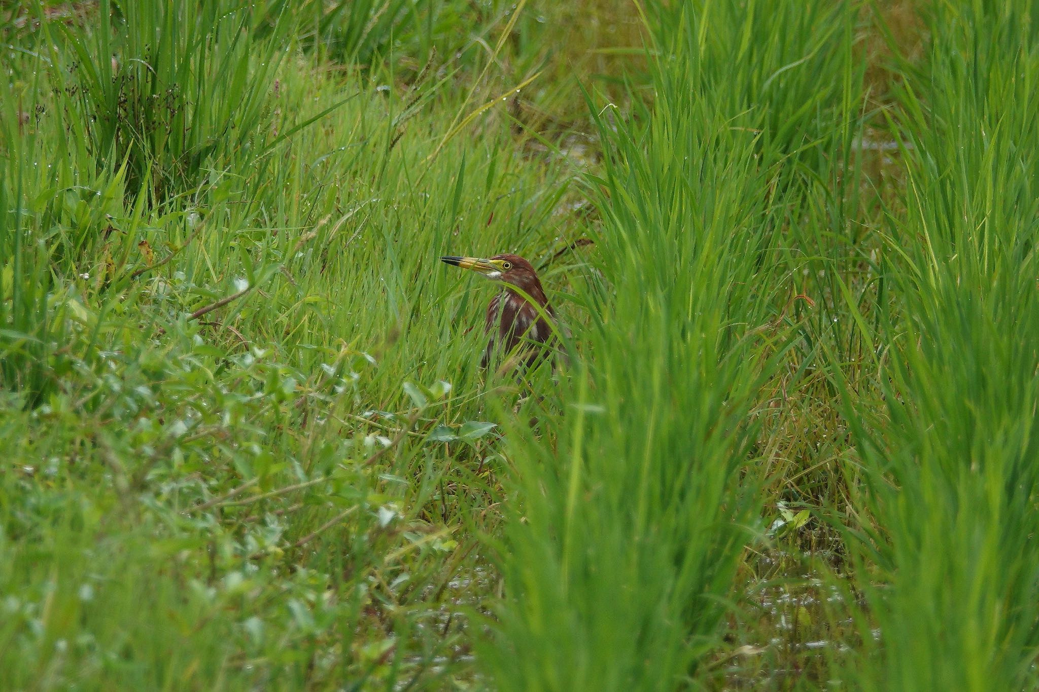 Chinese Pond Heron