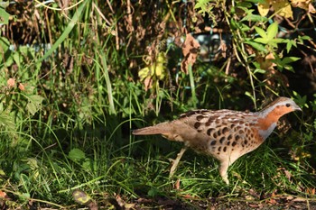 2023年11月7日(火) 多摩の野鳥観察記録