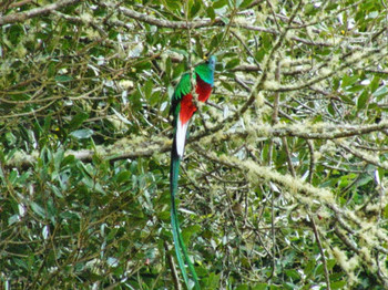 Resplendent Quetzal