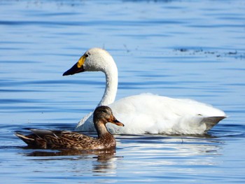 2023年10月23日(月) 新旭水鳥観察センターの野鳥観察記録