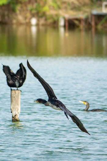 Great Cormorant 奈良市水上池 Sat, 10/6/2018