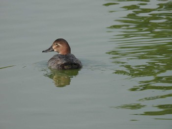 ホシハジロ 弁天池公園(大阪府門真市) 2023年11月4日(土)