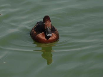 メジロガモ 弁天池公園(大阪府門真市) 2023年11月4日(土)