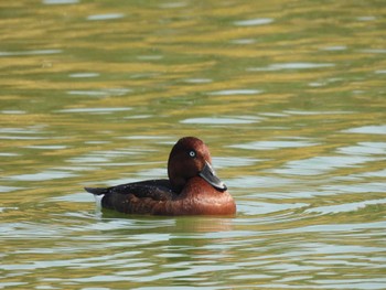 メジロガモ 弁天池公園(大阪府門真市) 2023年11月4日(土)