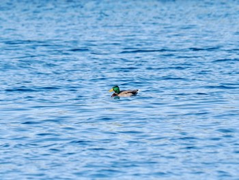 マガモ お台場海浜公園 2023年11月1日(水)