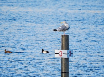 セグロカモメ お台場海浜公園 2023年11月1日(水)