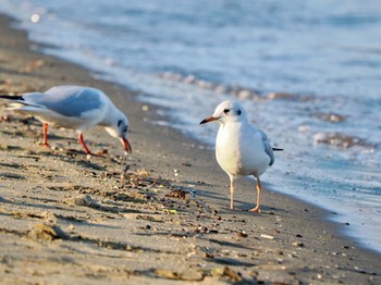 ユリカモメ お台場海浜公園 2023年11月1日(水)