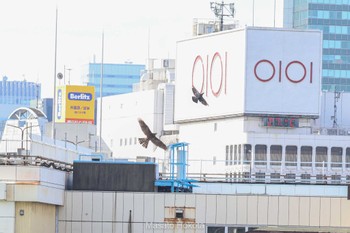 Eurasian Goshawk 上野駅 Sat, 9/17/2022