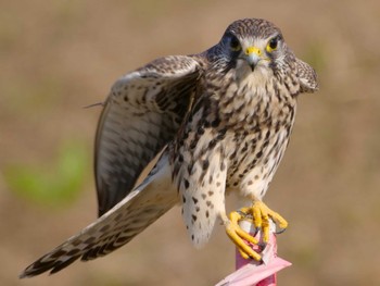 Common Kestrel 千葉県松戸市 Fri, 11/3/2023