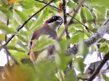 Eurasian Jay Mine Park Sun, 11/5/2023