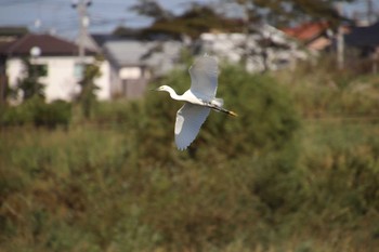 コサギ 埼玉県　某調整池 2018年10月7日(日)