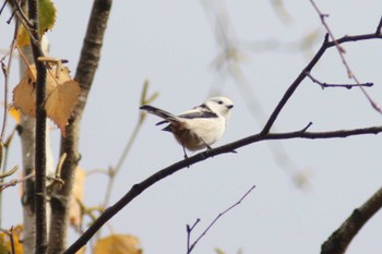 Long-tailed tit(japonicus) Makomanai Park Tue, 11/7/2023