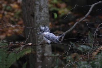 Crested Kingfisher Makomanai Park Tue, 11/7/2023