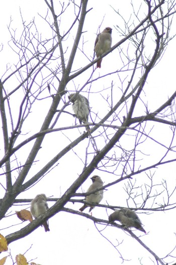 Japanese Waxwing Makomanai Park Tue, 11/7/2023