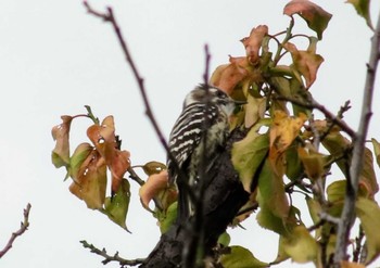 Japanese Pygmy Woodpecker 仙川平和公園(三鷹市) Tue, 11/7/2023