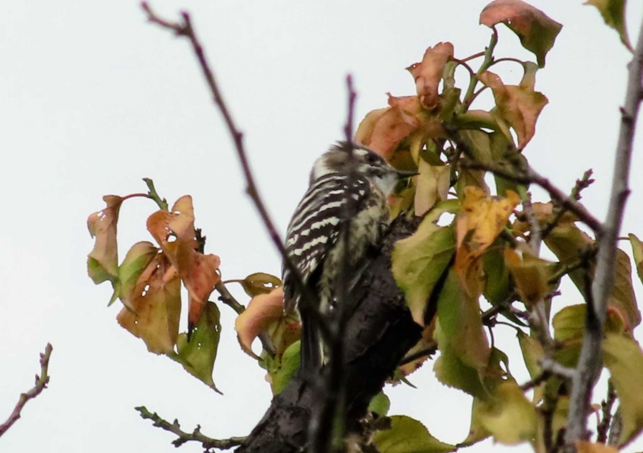 Photo of Japanese Pygmy Woodpecker at 仙川平和公園(三鷹市) by ashi