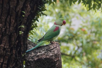 Alexandrine Parakeet 九龍公園 Tue, 11/7/2023