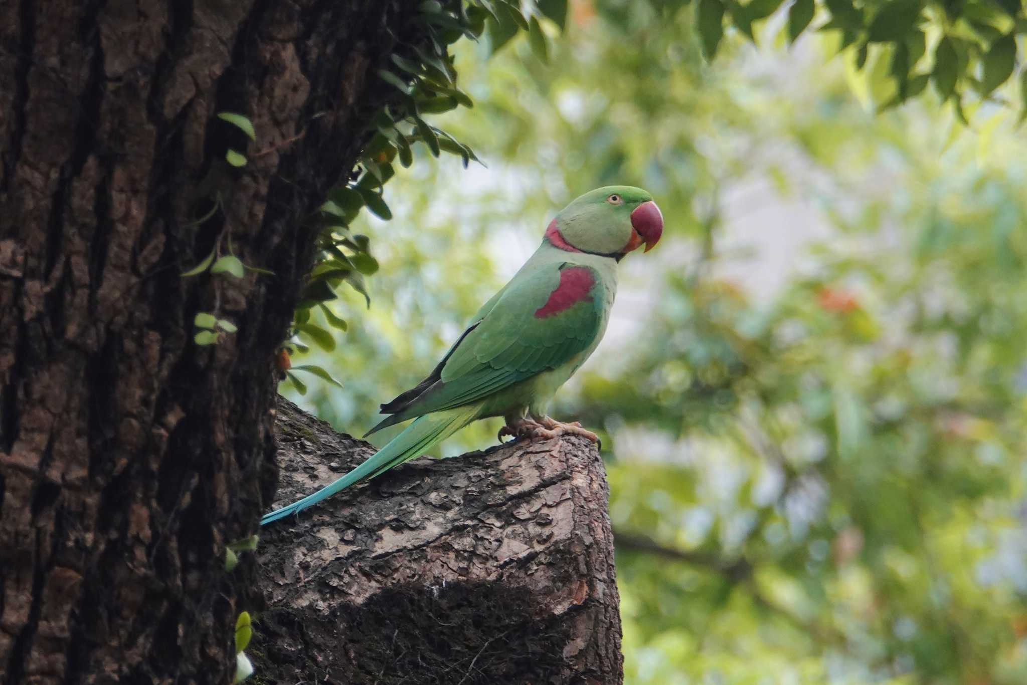 Photo of Alexandrine Parakeet at 九龍公園 by ぴろり