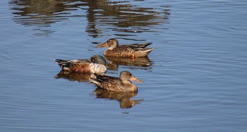 ハシビロガモ 埼玉県　某調整池 2018年10月7日(日)