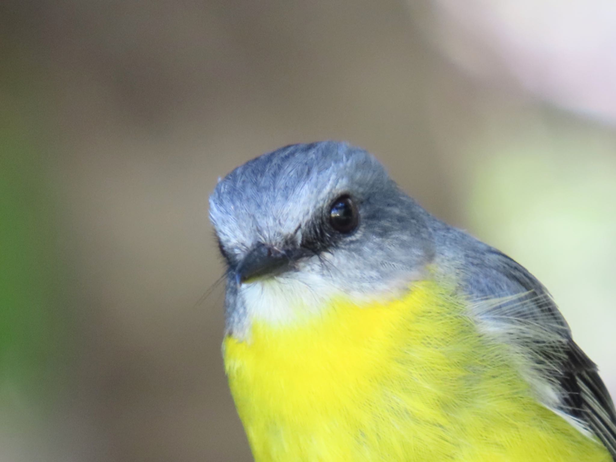 Narrabeen, NSW, Australia ヒガシキバラヒタキの写真