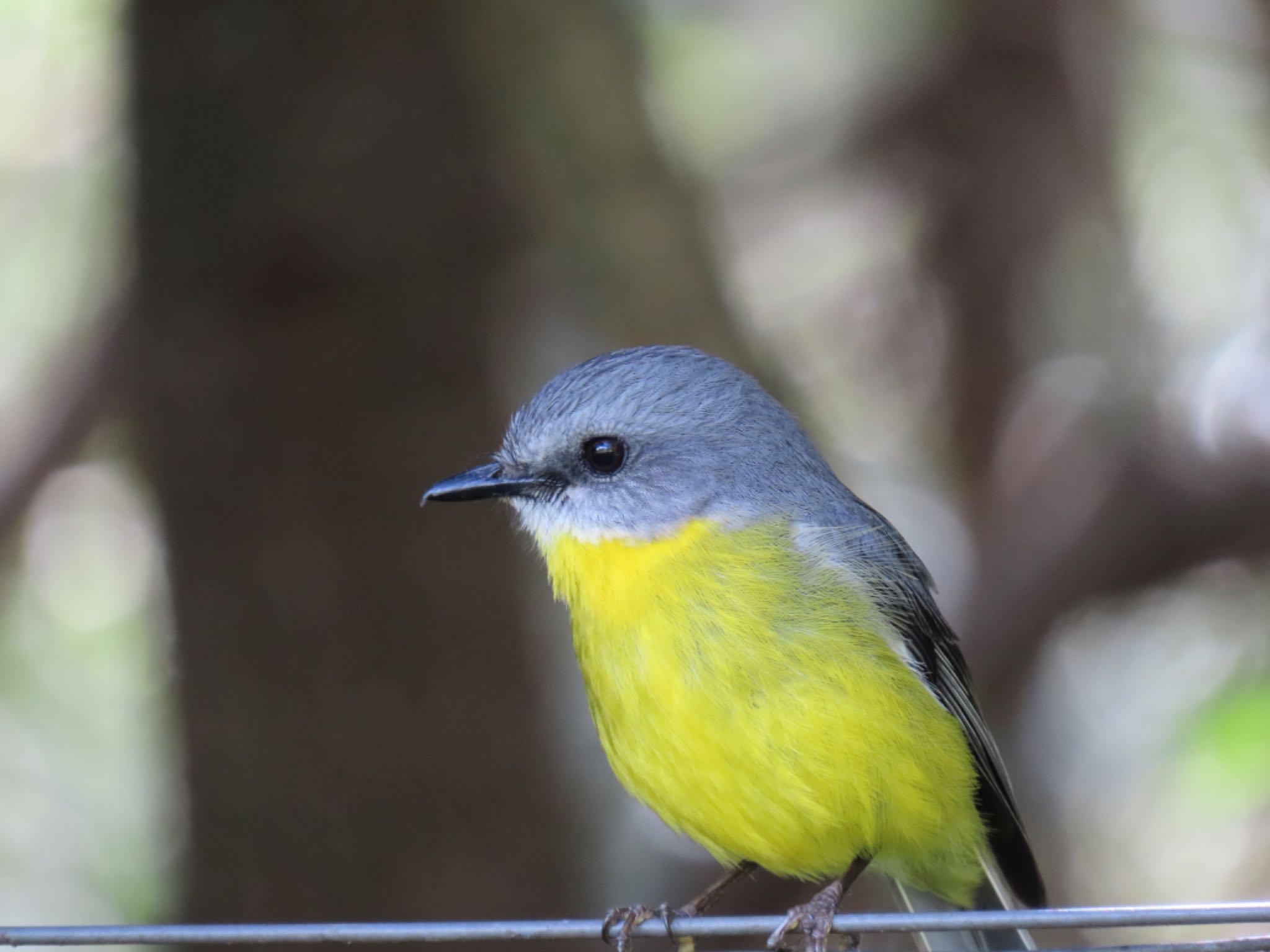 Narrabeen, NSW, Australia ヒガシキバラヒタキの写真