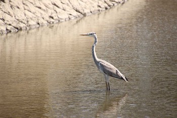 アオサギ 埼玉県　某調整池 2018年10月7日(日)