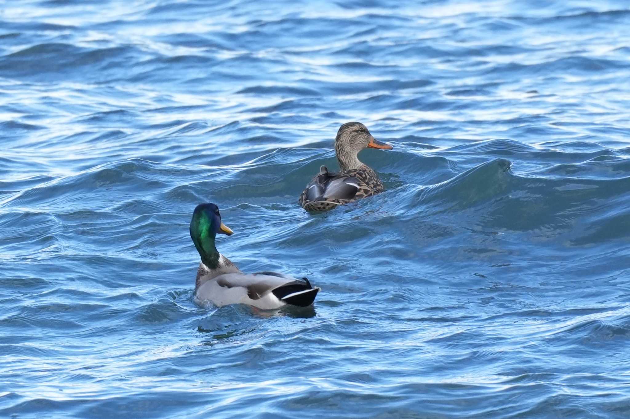 北海道 マガモの写真 by どばと