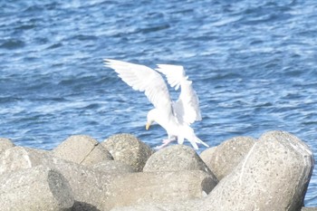 シロカモメ 北海道 2023年10月21日(土)