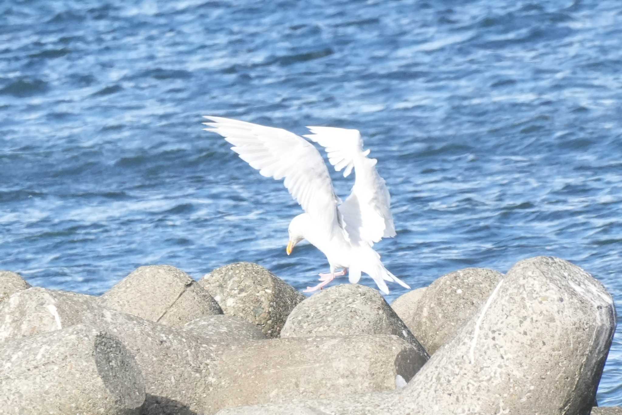 北海道 シロカモメの写真 by どばと