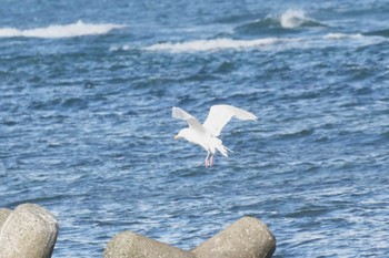 シロカモメ 北海道 2023年10月21日(土)