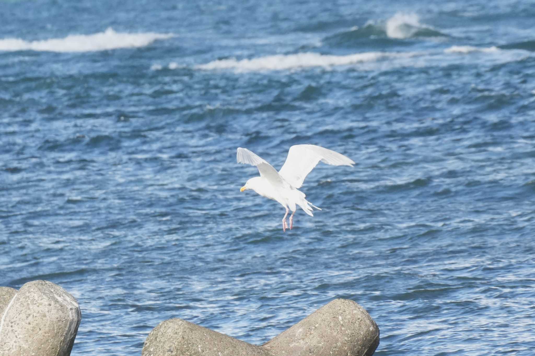 北海道 シロカモメの写真 by どばと