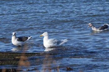 Glaucous Gull 北海道 Sat, 10/21/2023