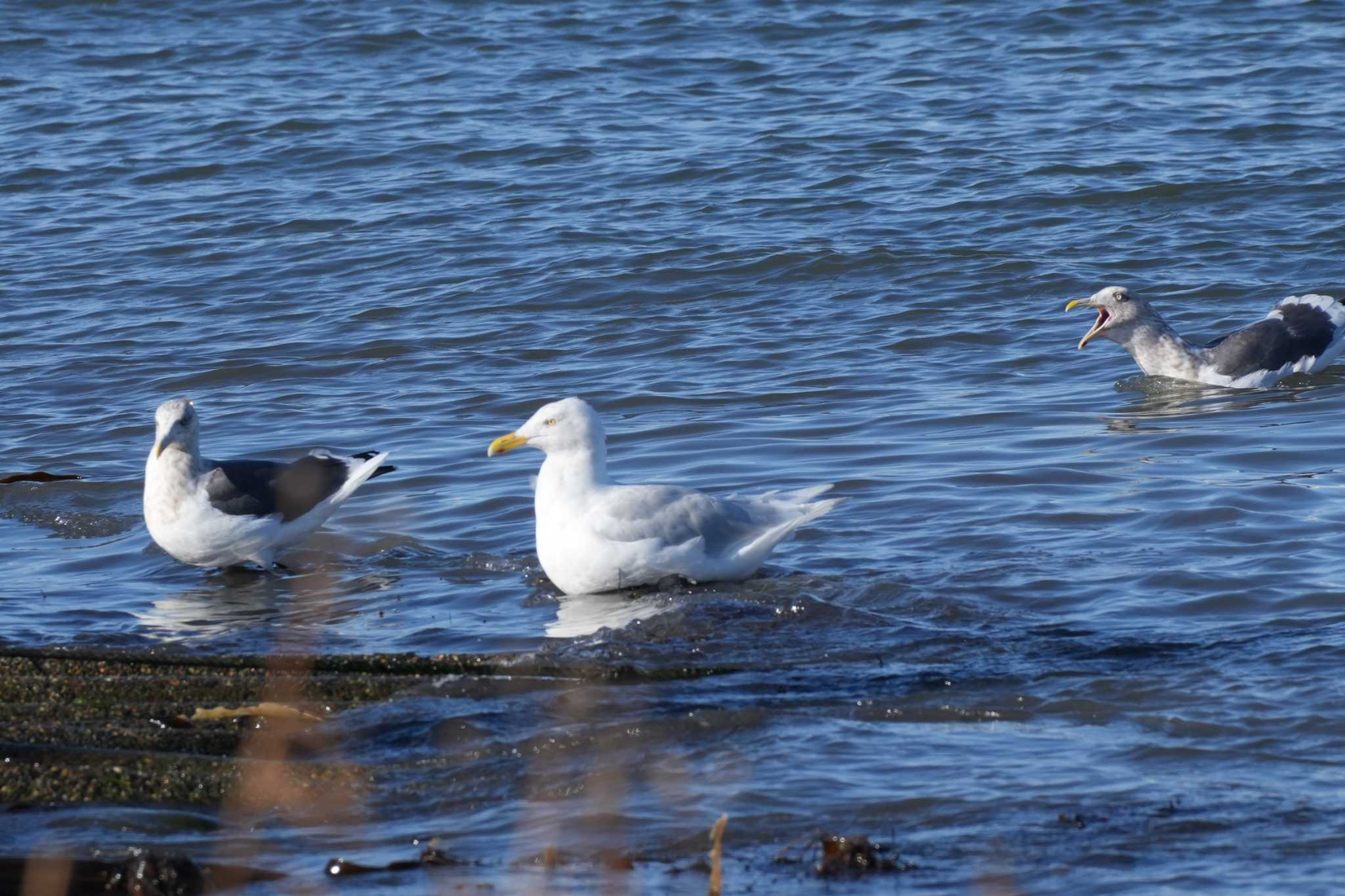 Photo of Glaucous Gull at 北海道 by どばと